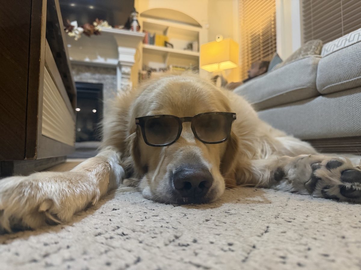Momo wearing sunglasses